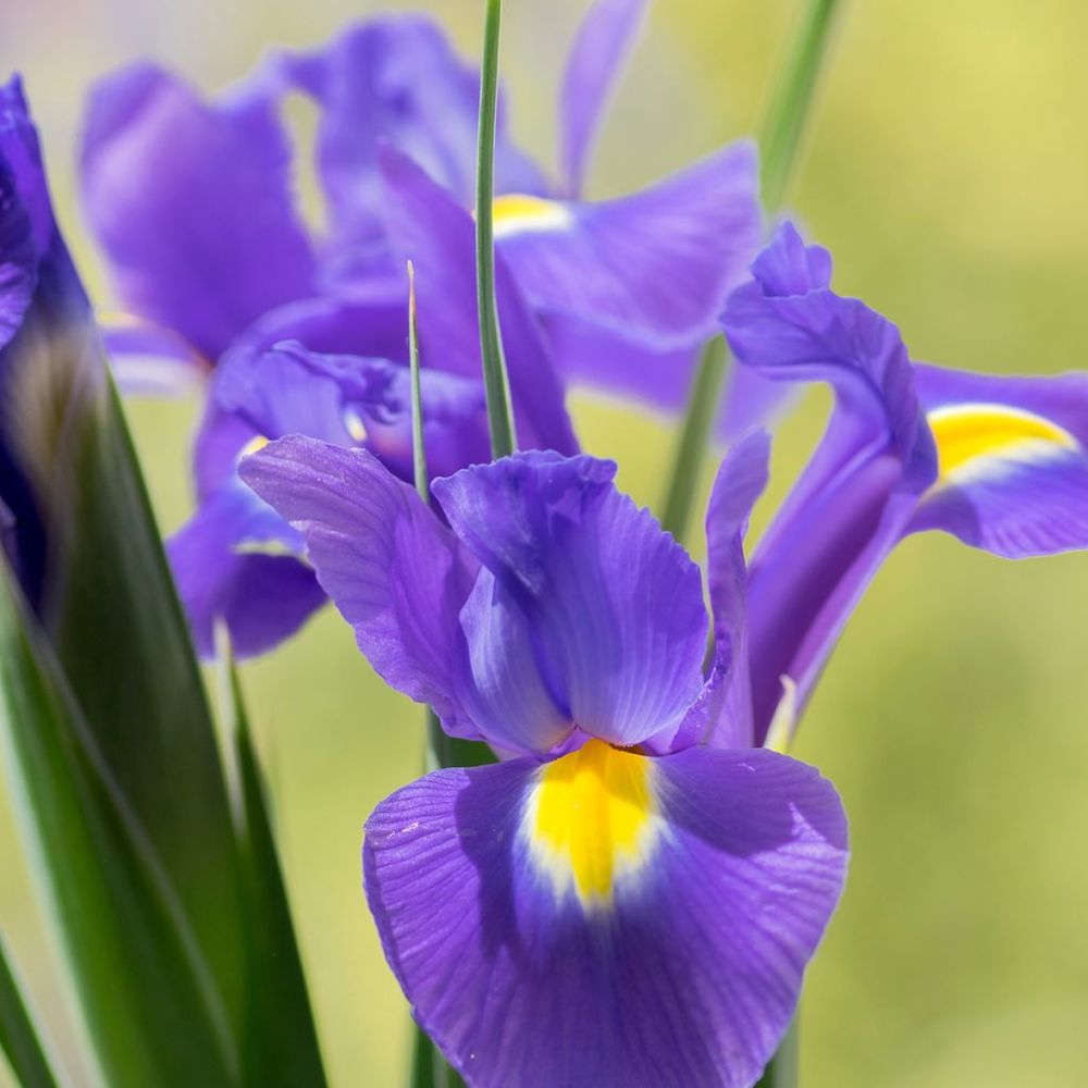 Iris de hollande 'sapphire beauty' bulbe calibre 8+ (par 15)