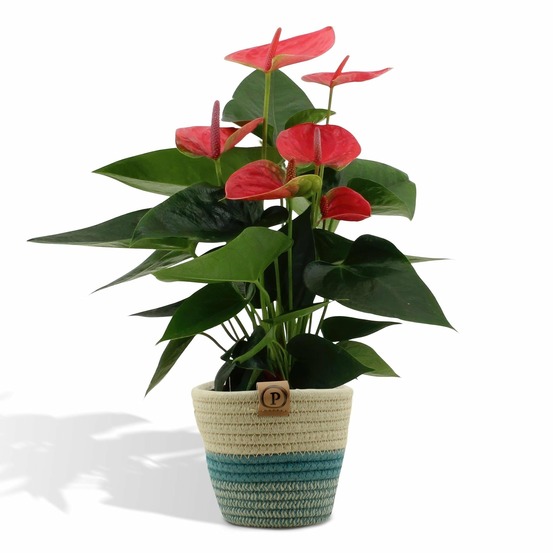 Anthurium andreanum sweet dream et son pot panier - hauteur 45cm