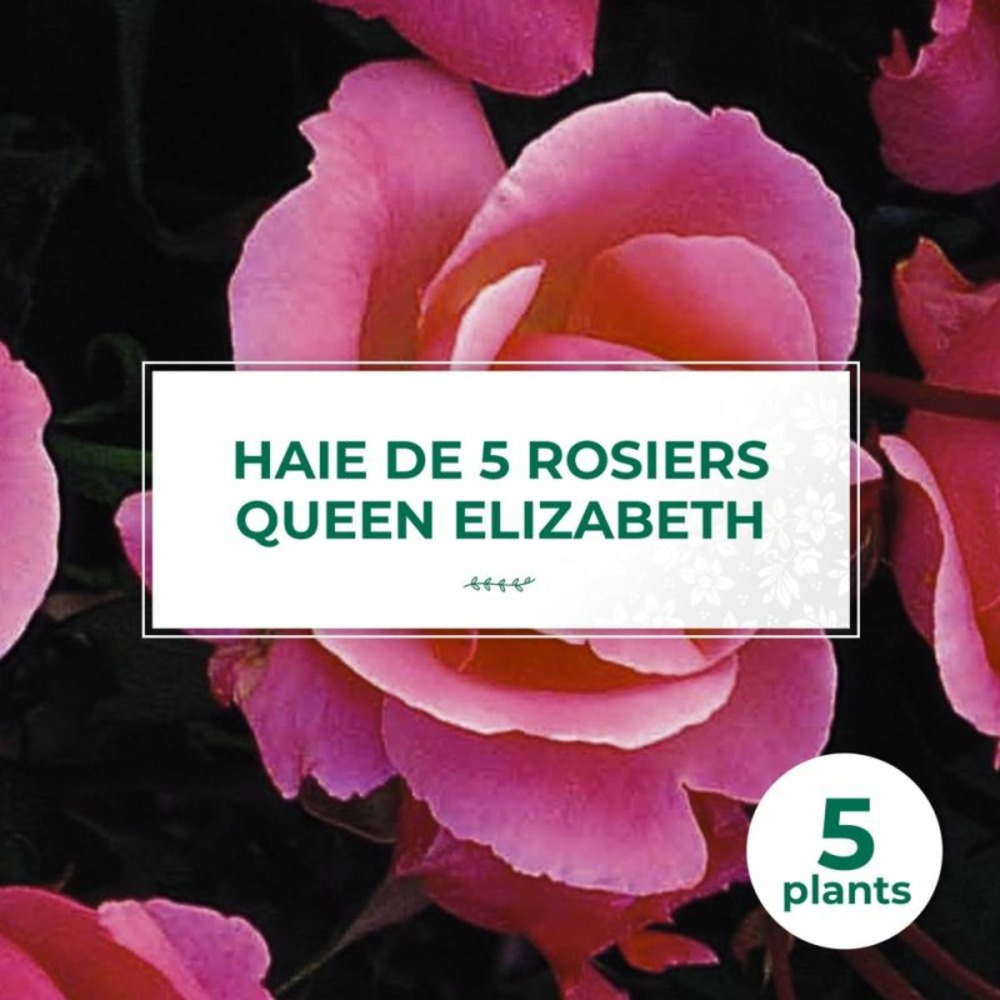 Haie de 5 rosiers 'queen elizabeth'