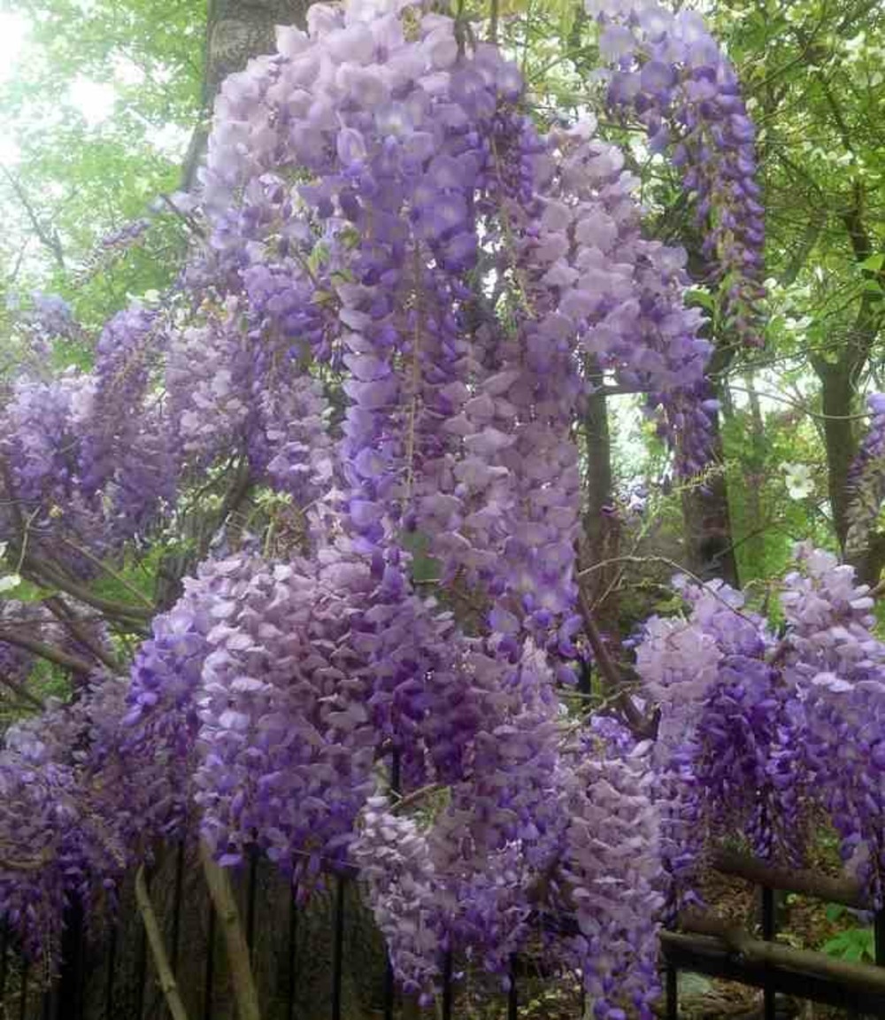 Glycine sinensis var. Flore pleno (glycine de chine) - pot de 4 litres - 140/160 cm