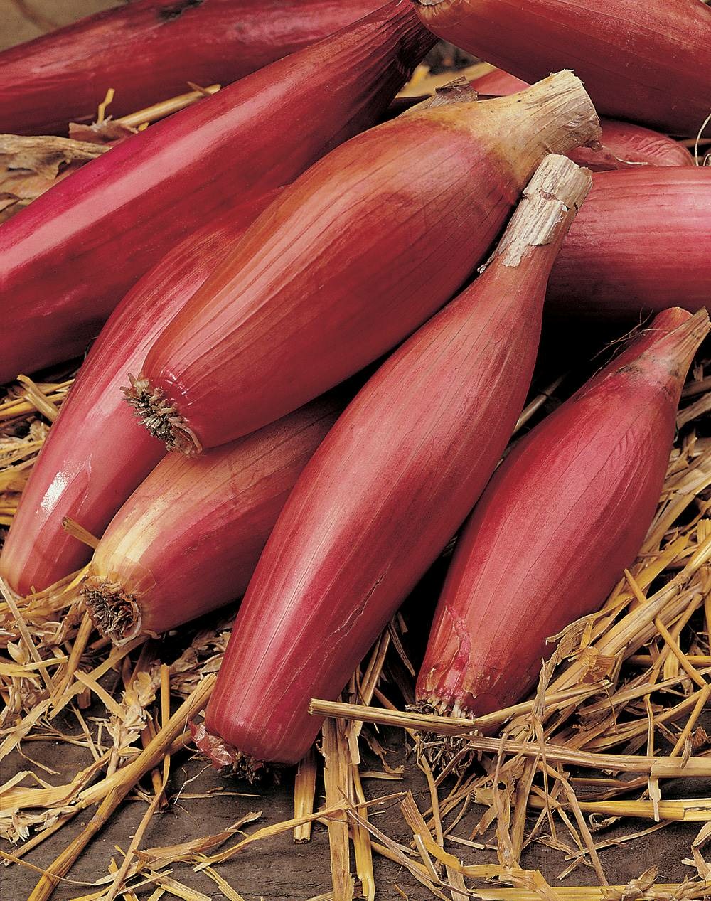 Oignon rossa di firenze simiane - 5 g