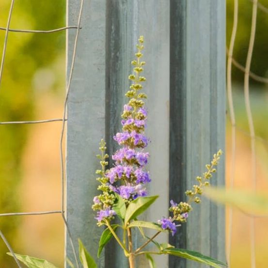Arbre au poivre laciniata, vitex, gattilier pot de 3l - 40/60 cm