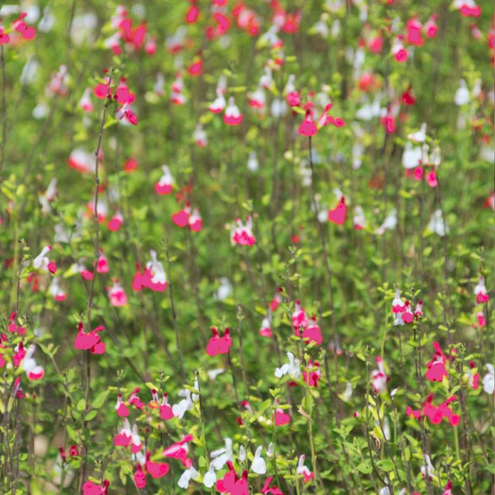 Sauge à petites feuilles pink lips® pot de 7,5l - 40/60 cm