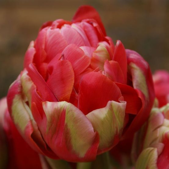 Tulipe double tardive 'renown unique' bulbe calibre 12+ (par 6)