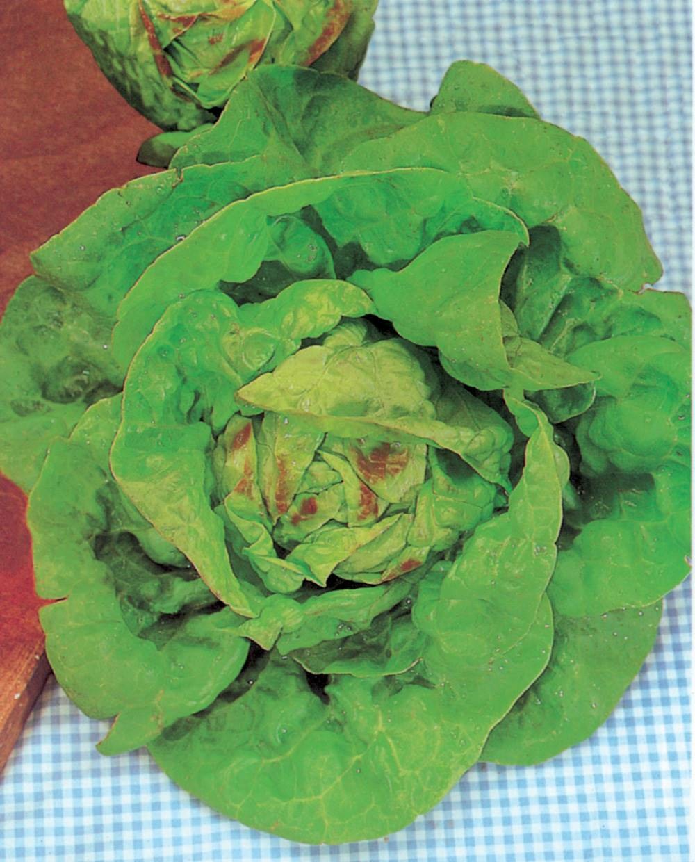 Laitue passion blonde graine blanche - 3 g