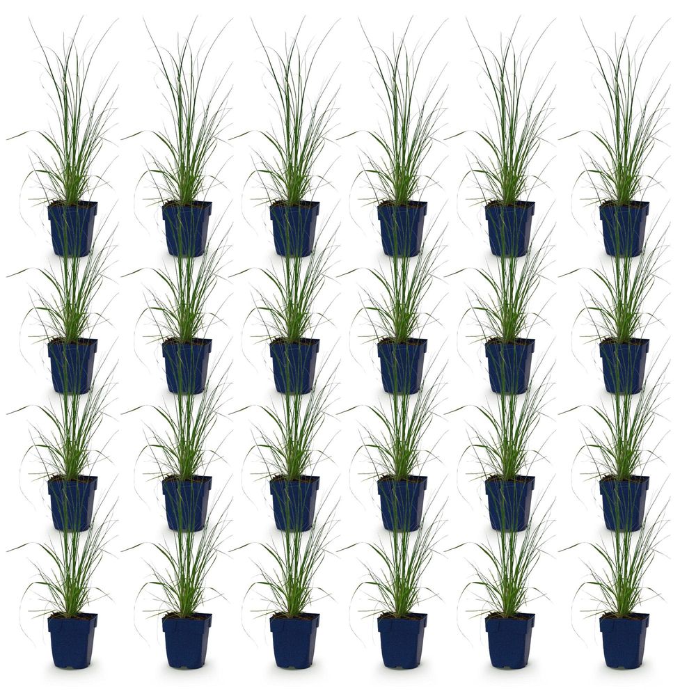 Cortaderia 'pumila' - lot de 24 - pot 11 cm - hauteur 25 cm - plante d'extérieur