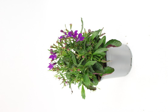 Lobelia pendula pot 10,5 cm
