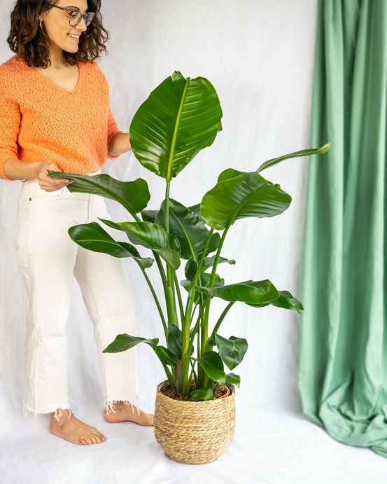 Grand strelitzia nicolai 100cm - plante d'intérieur
