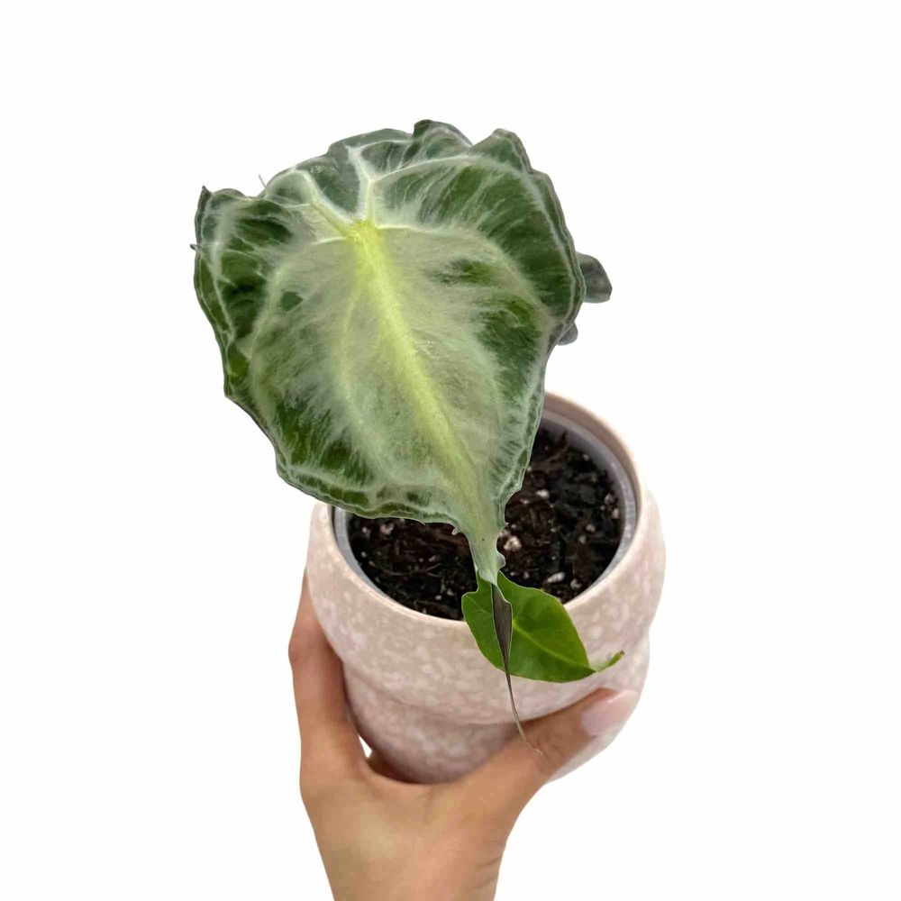 Alocasia venom - pot de 8cm