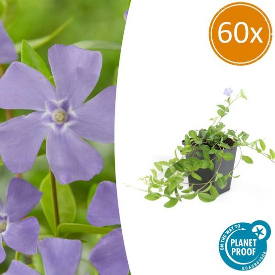 Petite pervenche (vinca minor) x60 – entre 3,75 et 5m2