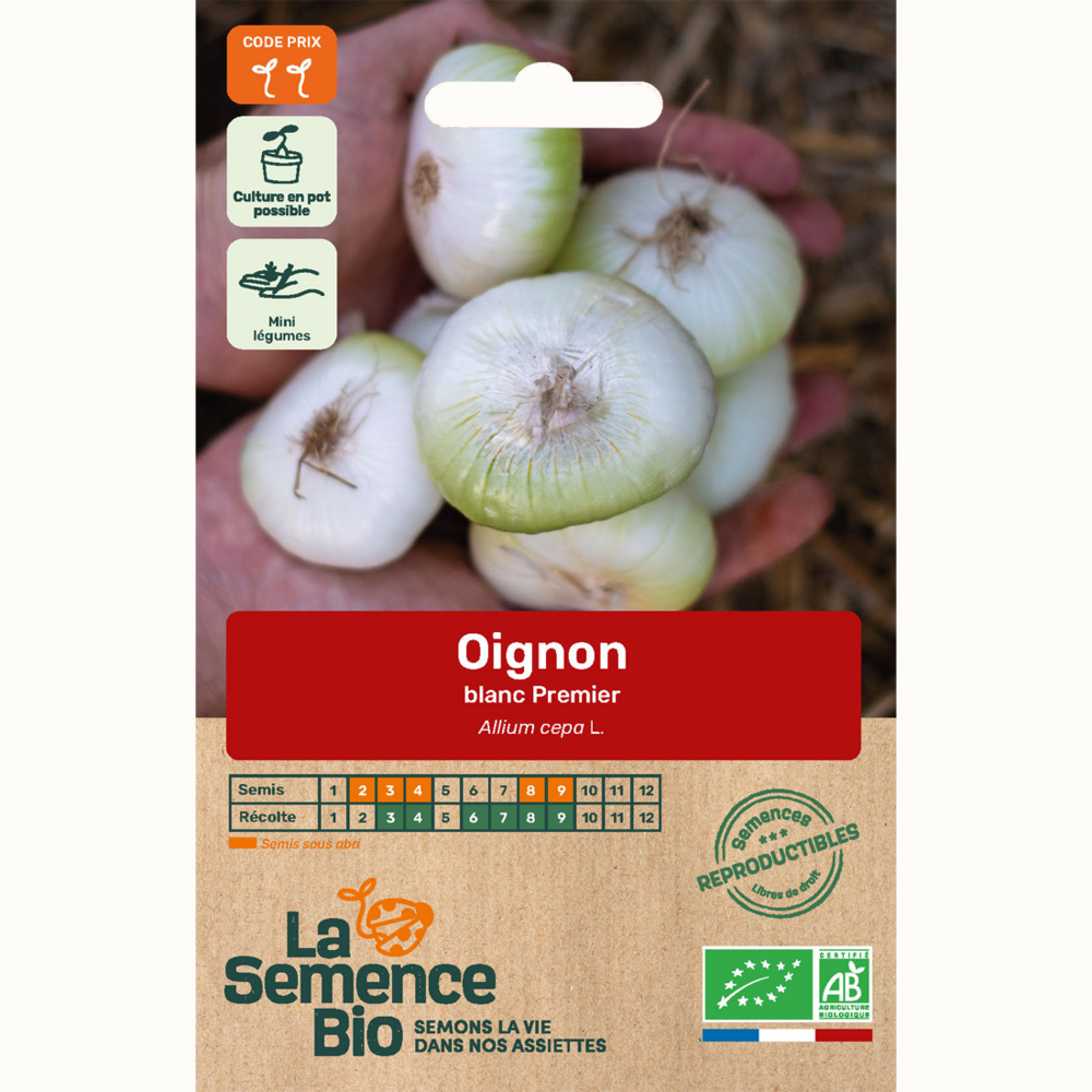 Oignon blanc premier - graines bio