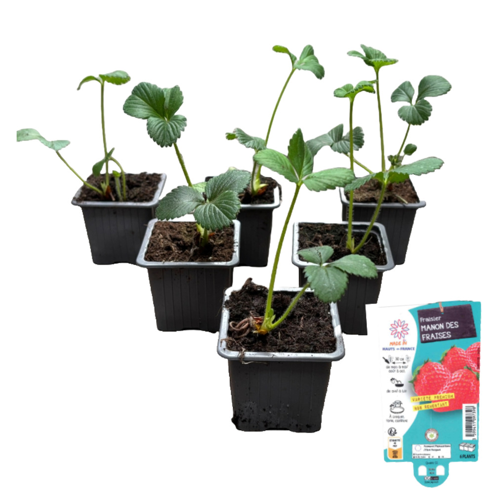 Fraisier manon des fraises, lot de 6 godets 7cm
