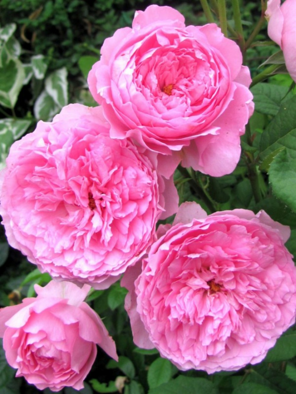 Rosier générosa® 'elodie gossuin'® pot de 4l/5l