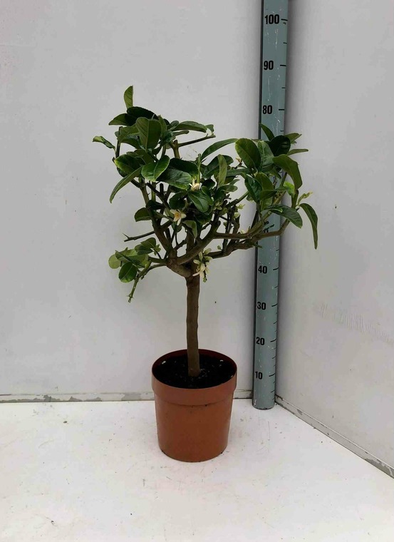 Citrus medica digitata (main de bouddha) pot de 10 litres ? 140/160 cm