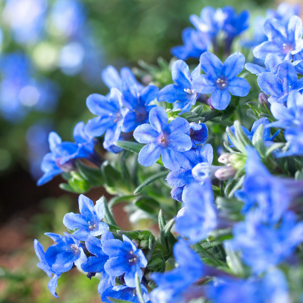 Grémil diffus heavenly blue - le pot / ø 9cm