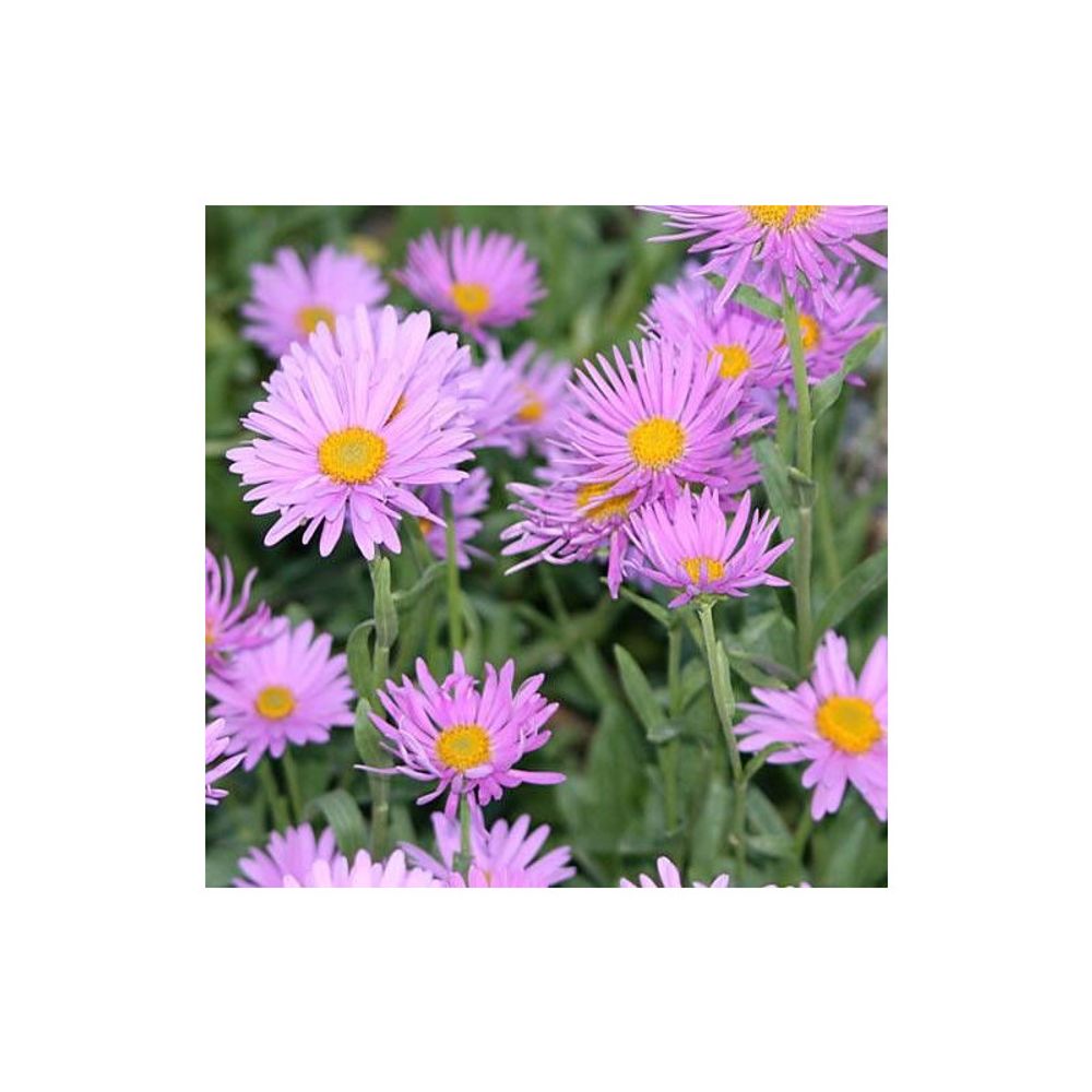 Aster de printemps happy end lot de 3 godets