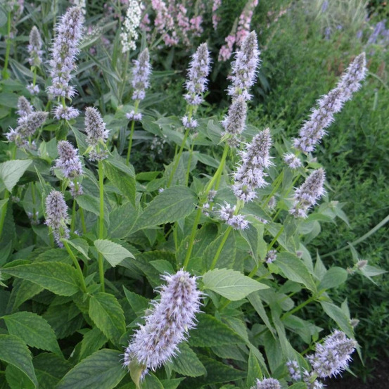 Agastache blue fortune lot de 9 godets