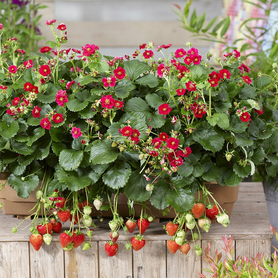 3 fraisiers summer breeze - les 3 pots / ø 10.5cm