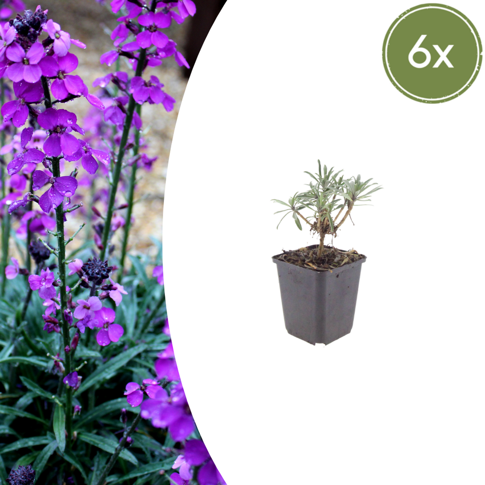 Lot de 24 - giroflée mauve (erysimum) 'bowles' mauve'