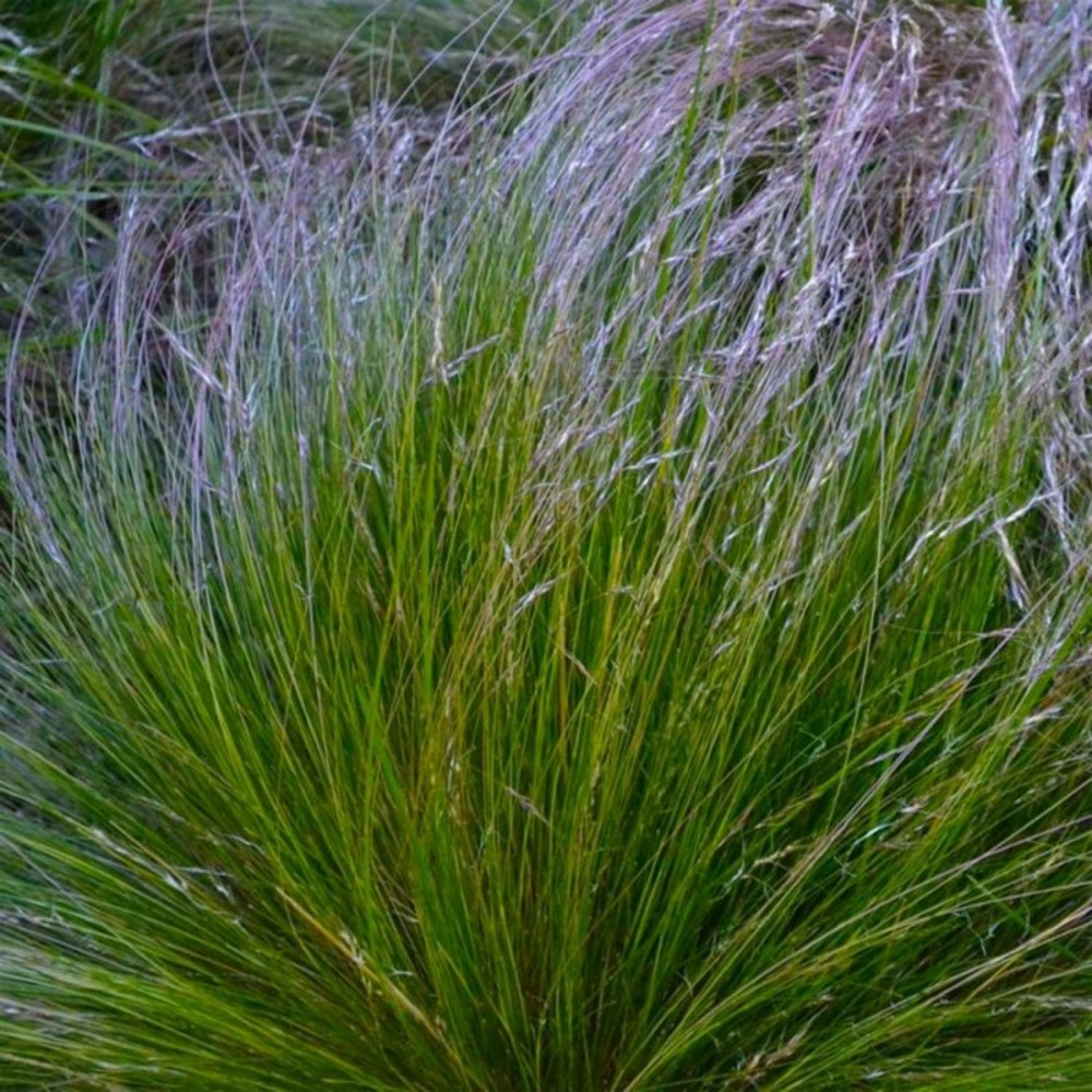 3 stipes 'splendens' (achnatherum)