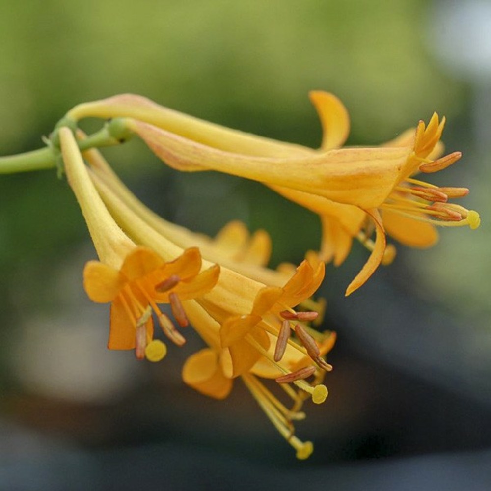 Chèvrefeuille 'golden trumpet' pot de 2l/3l