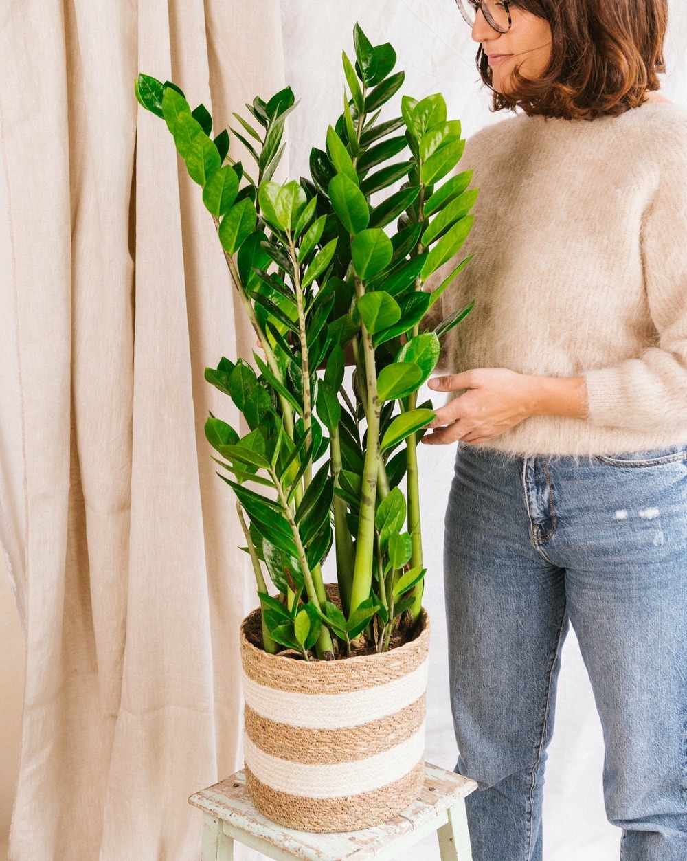 Zamioculcas zamifiolias 100cm - plante d'intérieur