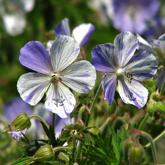 Géranium vivace des près 'splish splash' godet de 8/9 cm