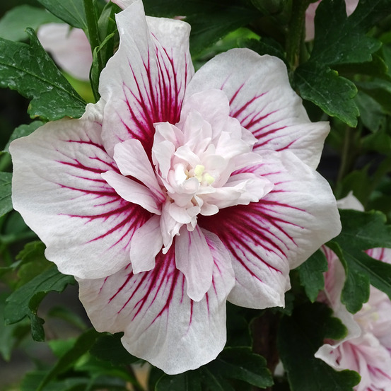 Mauve en arbre 'starburst chiffon' pot de 3l/4l