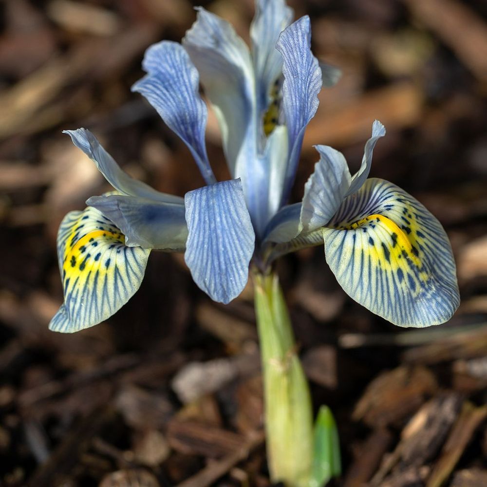 Iris reticulé 'katherine hodgkin' bulbe calibre 6+ (par 15)