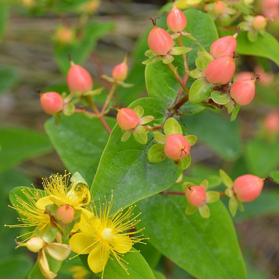 Millepertuis magical® pumpkin 'kolmapuki', hypericum pot de 1,5l - 10/20 cm