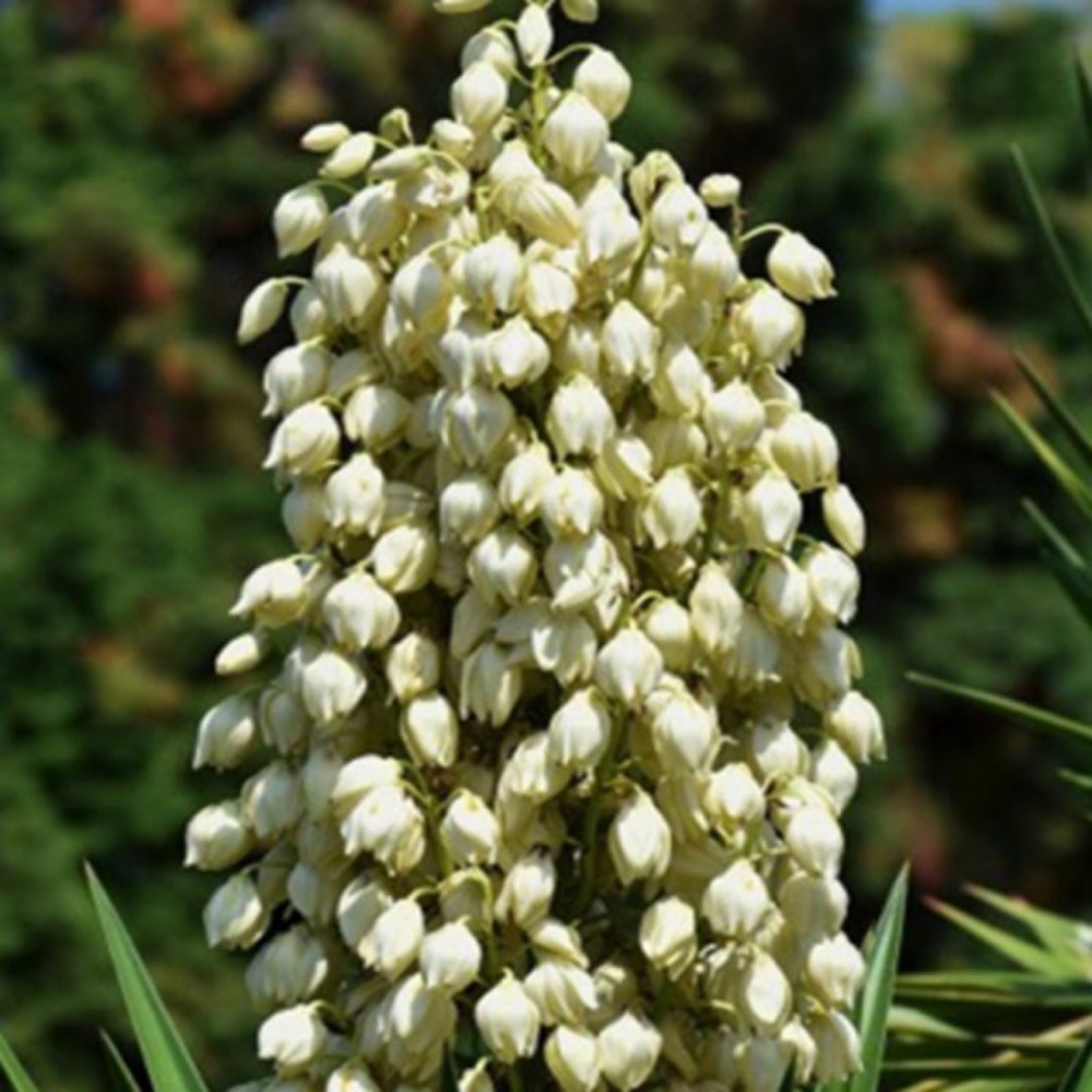 Yucca filamenteux (yucca filamentosa)