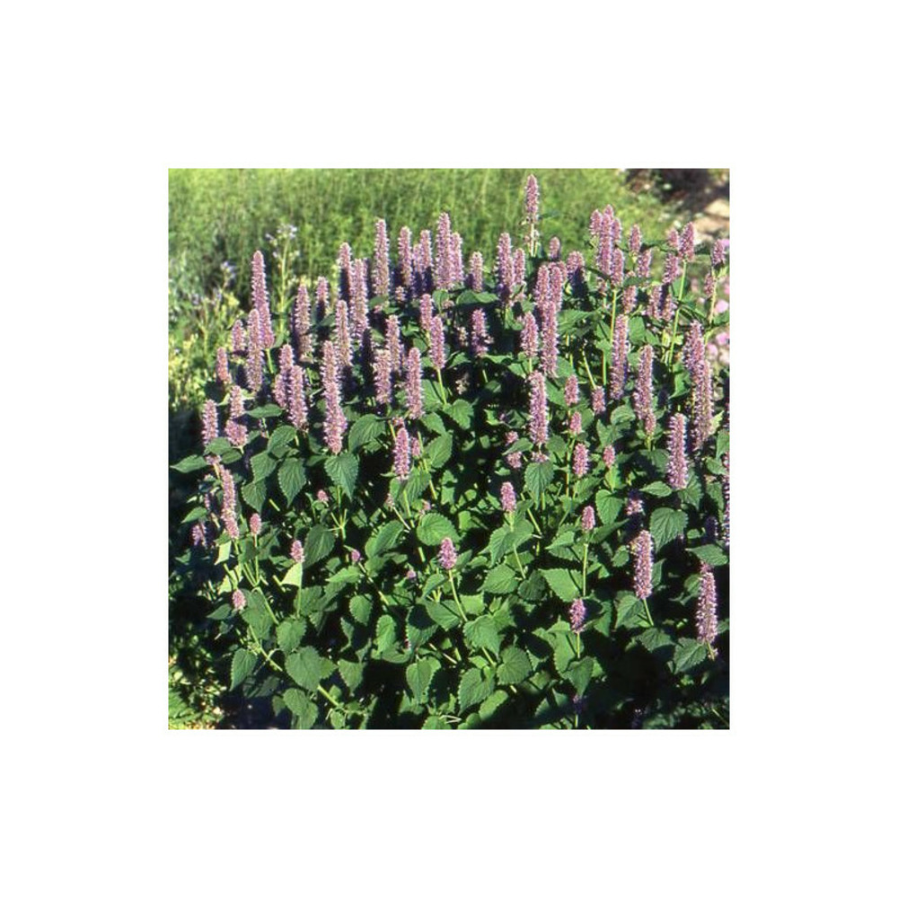 Anis hysope foeniculum lot de 9 godets