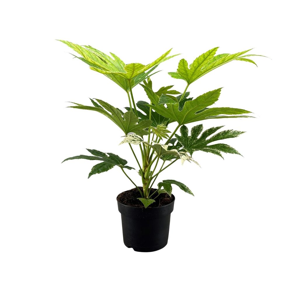 Fatsia japonica spider web - ø17cm - ↕50cm - plantes d'intérieur