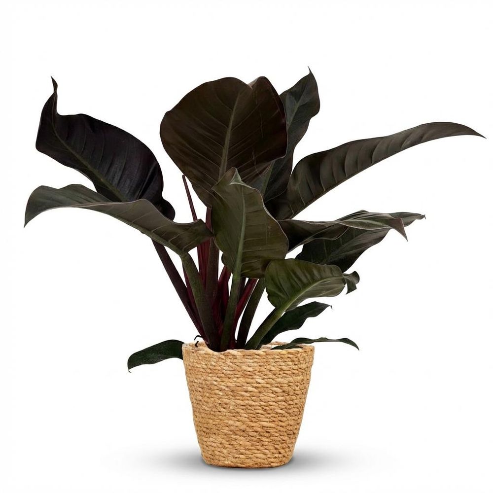 Philodendron imperial red - pot de 19cm - hauteur 60cm - plantes d'intérieur