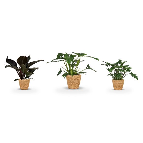 Trio philodendron en panier — imperial red, xanadu & lacerum