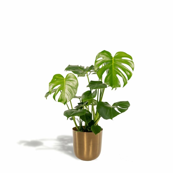 Monstera deliciosa et son cache - h80 cm