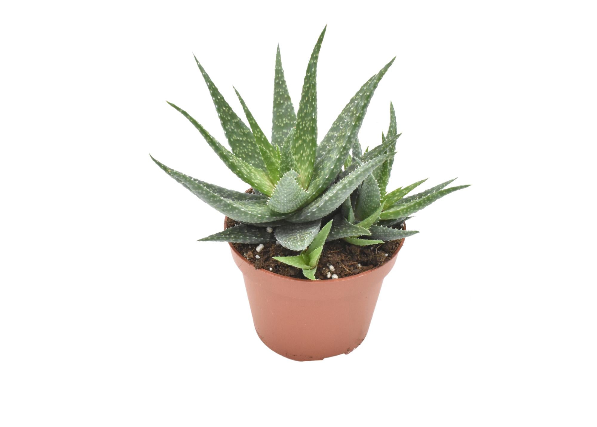 Aloe migori h15cm - mini plante grasse d'intérieur