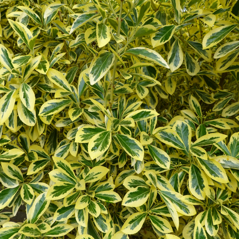 Fusain aureomarginatus - euonymus aureomarginatus pot 23cm
