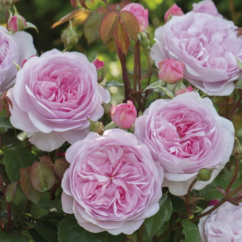 Rosier 'olivia rose austin' pot de 4l/5l