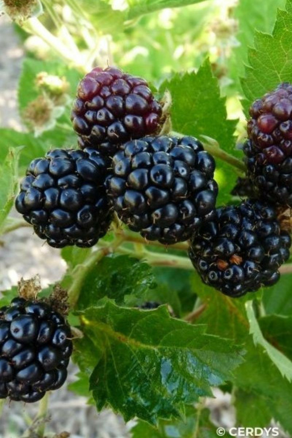 Murier 'montblanc' - en pot de 1,5 litres