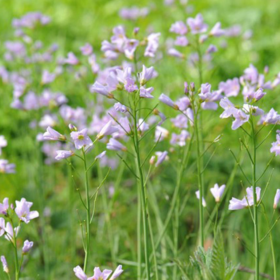 6 x cardamines des près, cresson des près, cressonnette - cardamine pratensis - godet 9cm x 9cm