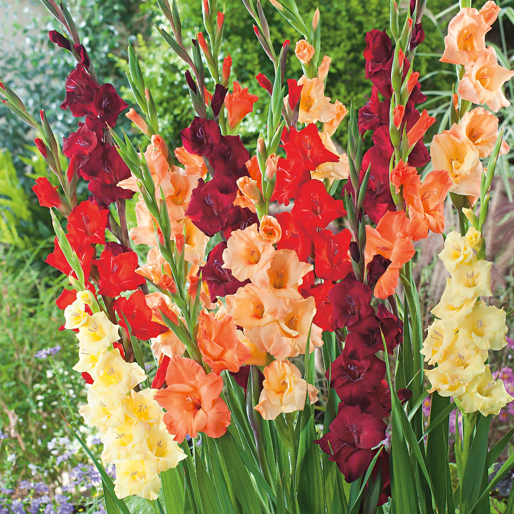 Glaieul melange soleil - 15 bulbes