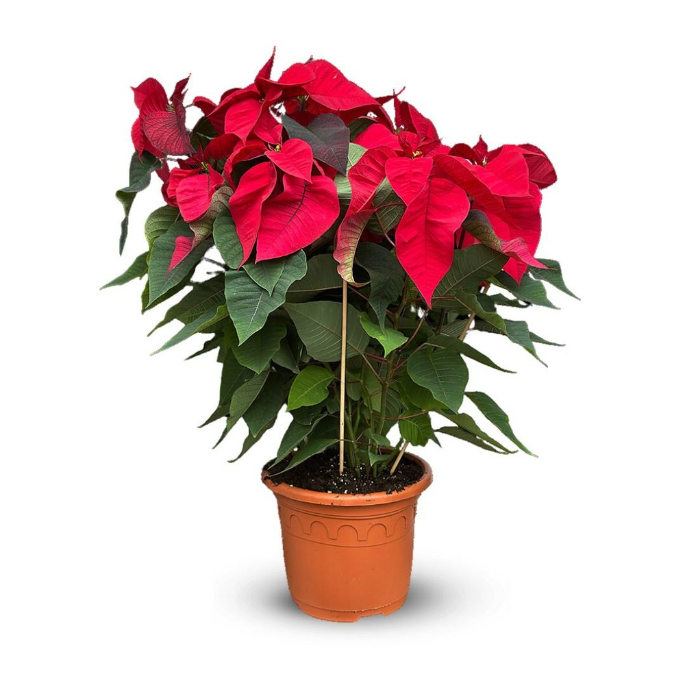 Poinsettia - plante d'intérieur - ↕ 70-80 cm - ⌀ 24 cm - étoile de noël