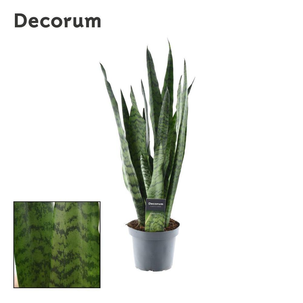Sansevieria zeylanica (decorum) - ø14cm - ↕55cm - plantes d'intérieur