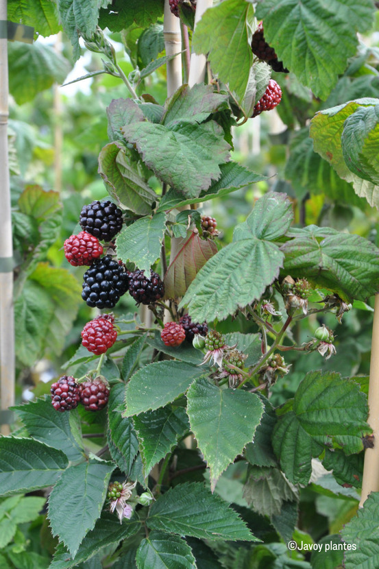 Mûrier sans épine 'triple crown' - en pot de 1,5 litres