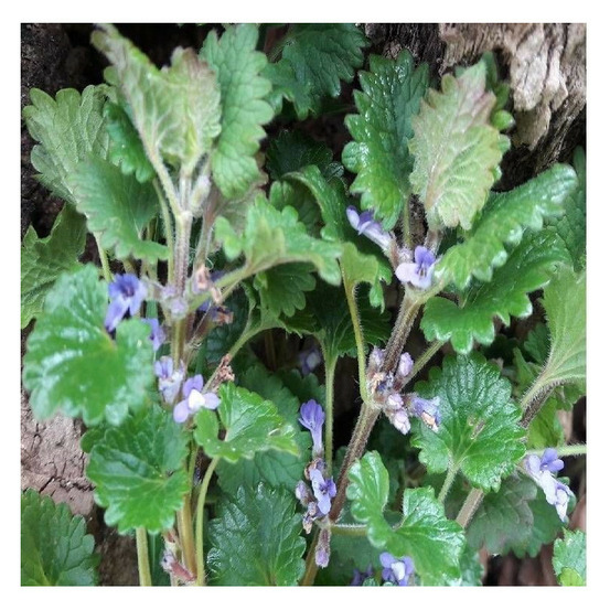 Lierre terrestre lot de 5 godets