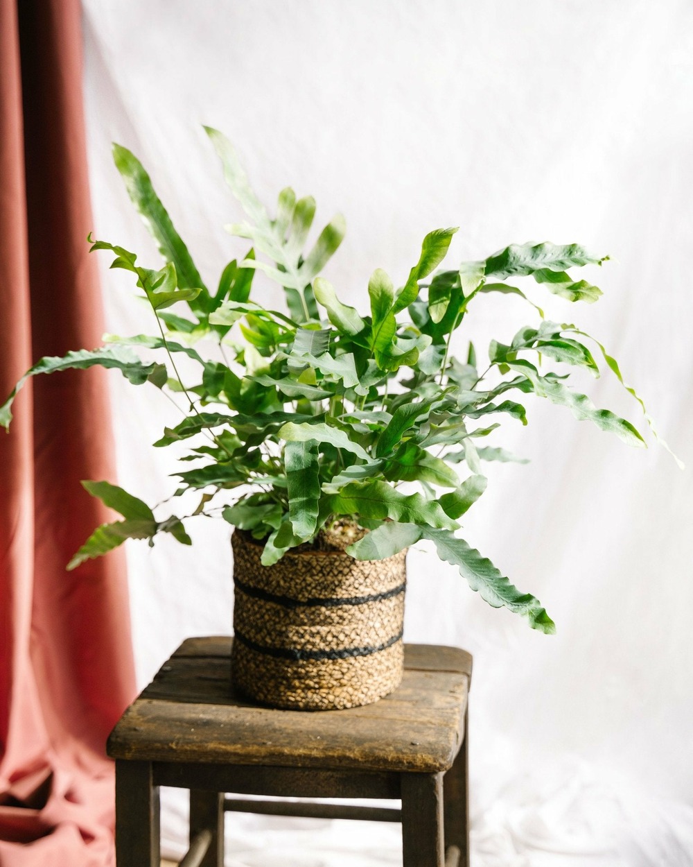 Fougère phlebodium blue star 60cm - plante d'intérieur