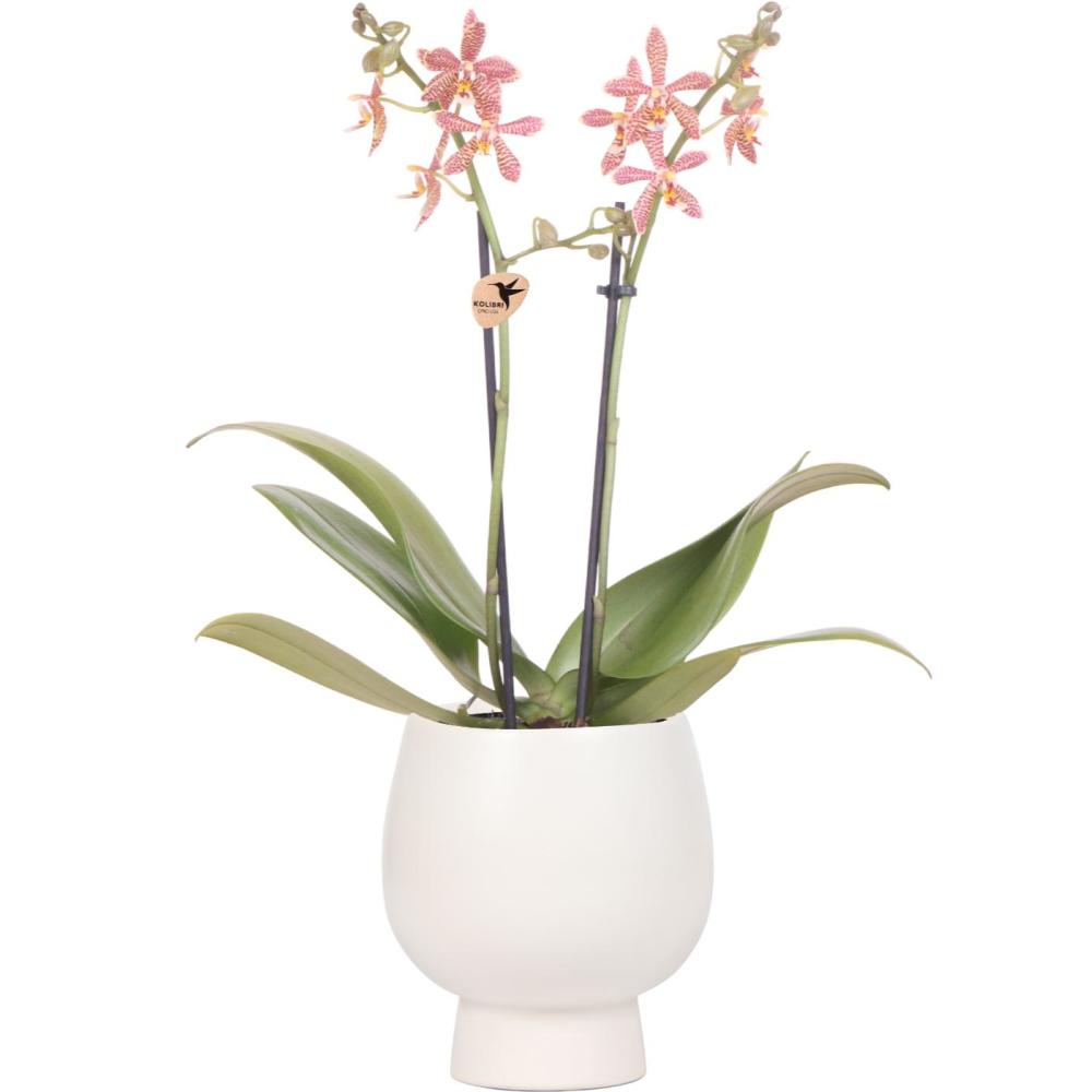 Orchidées colibri - orchidée phalaenopsis orange - araignée en blanc scandic - taille du pot 9cm