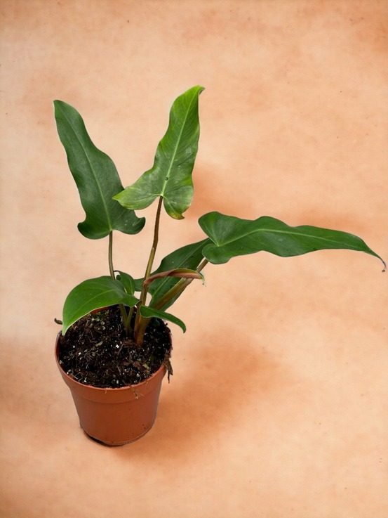 Philodendron mexicanum