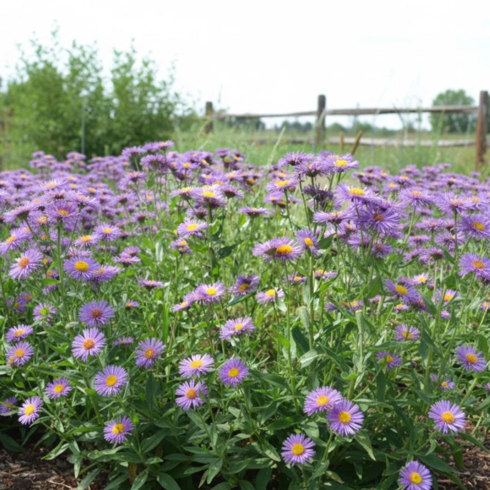 Vergerette sommerabend, erigeron lot de 9 godets